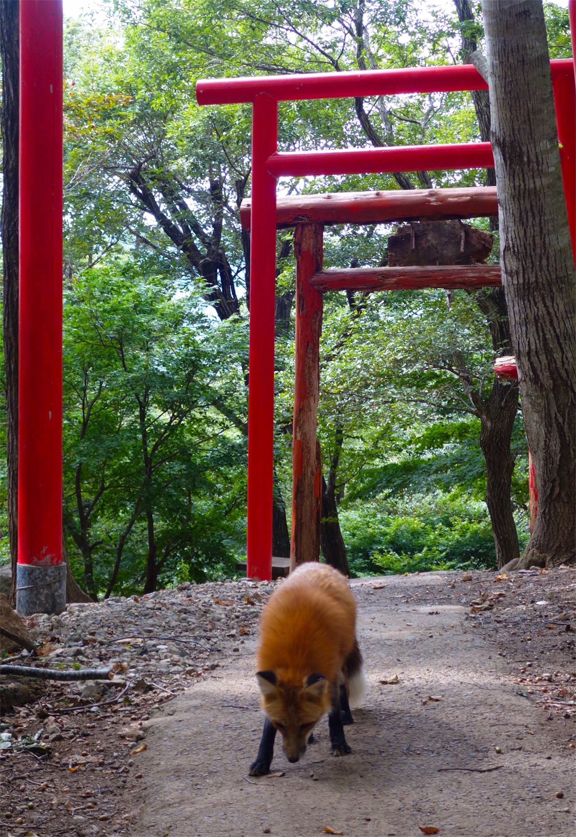 宫城藏王狐狸村