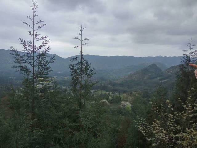 芦山围塔漏斗观景台