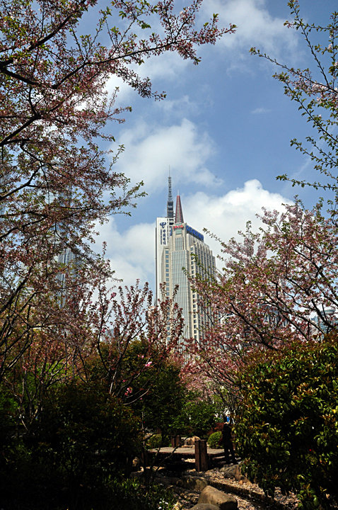 世纪大道樱桃园