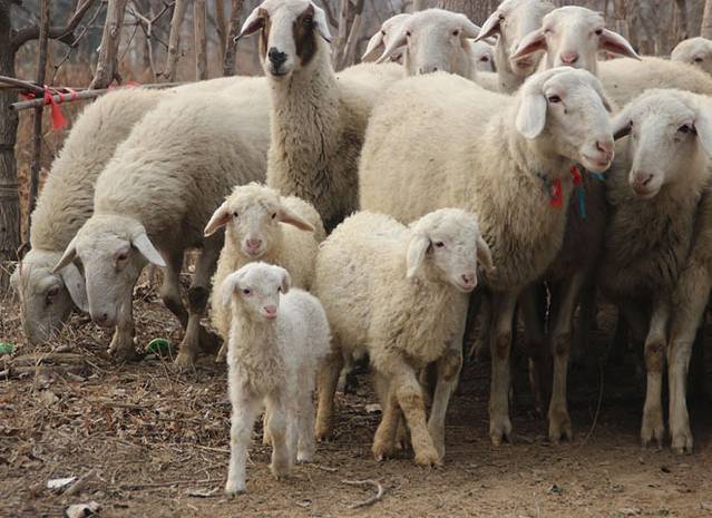 神然生态农业观光园