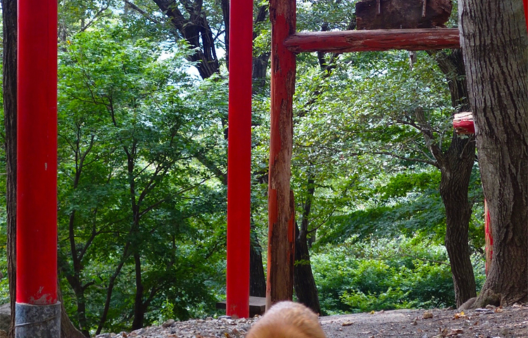 宫城藏王狐狸村
