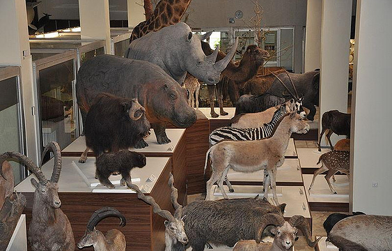 动物学博物馆旅游景点图片