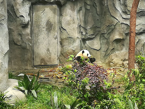 大熊猫太阳产房
