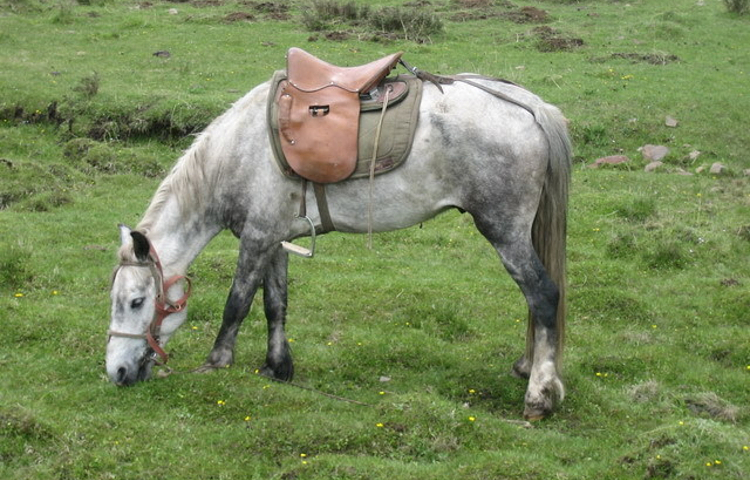 郎木寺格桑马队
