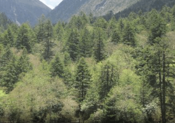 荷花海国家森林公园