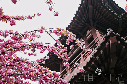 青龙寺旅游景点图片