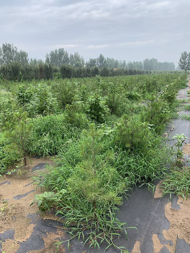 泰安汶河国家湿地公园