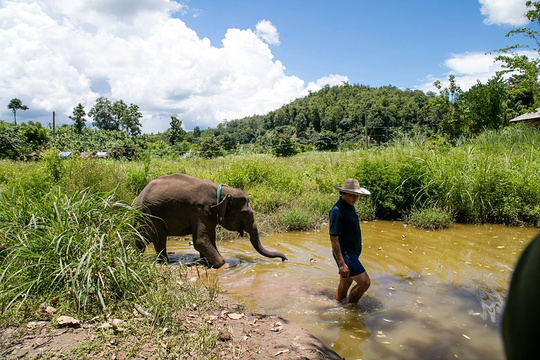 Ran-Tong大象保护中心旅游景点图片