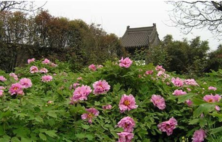 阿姑泉牡丹园