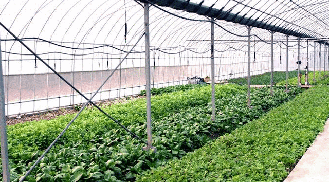 依杆其乡无公害蔬菜示范基地