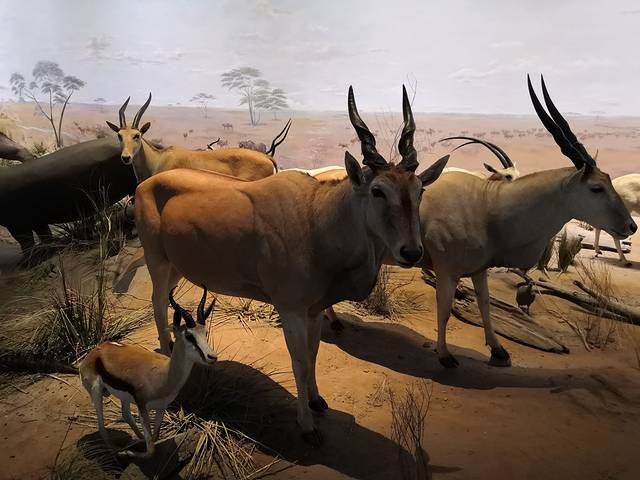 成都自然博物馆