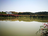 黄陂湖湿地