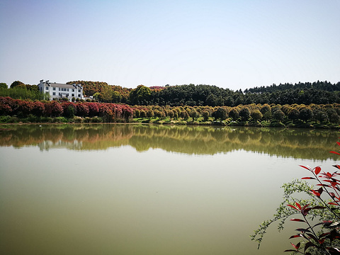 庐江黄陂湖湿地公园图片