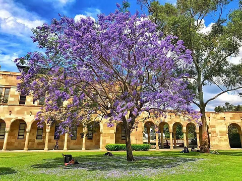 昆士兰大学旅游景点图片