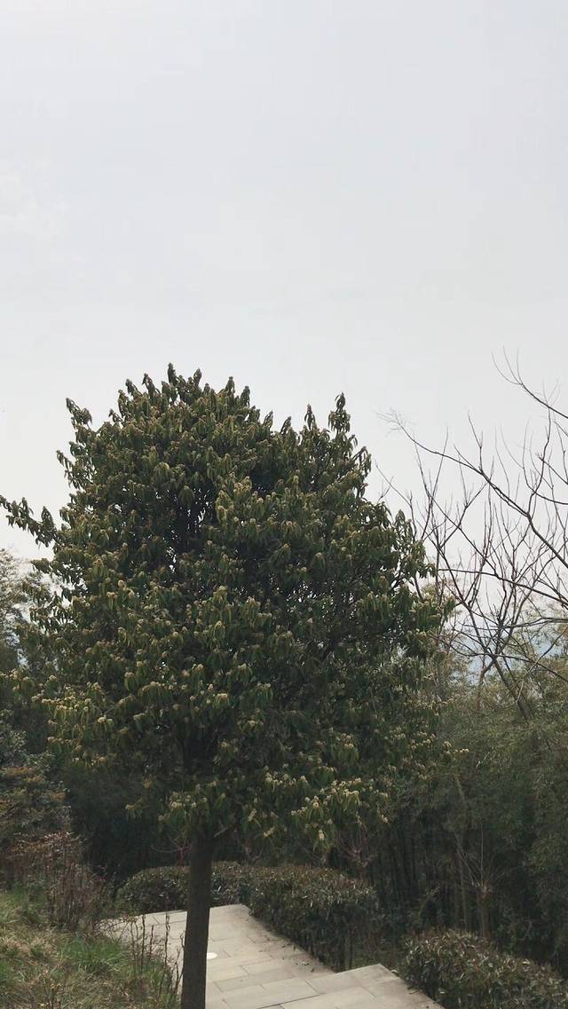 竹海风景区-凌云阁