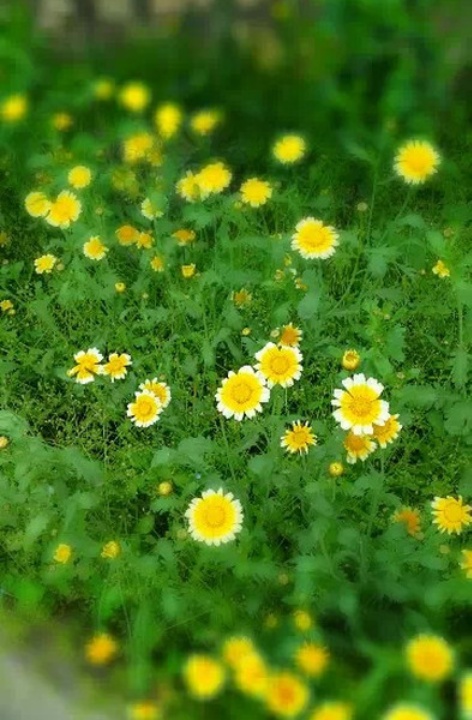 大自然时尚餐厅(文星大道店)