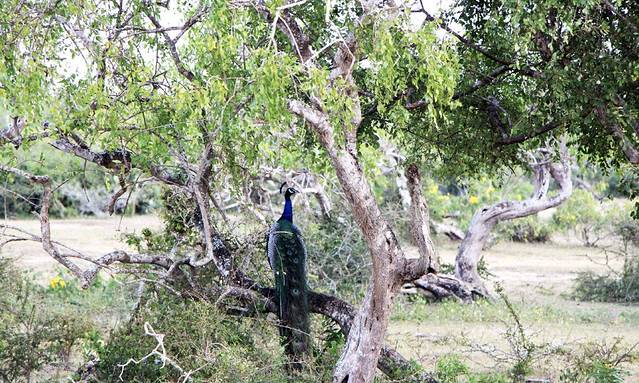 德希乌拉动物园