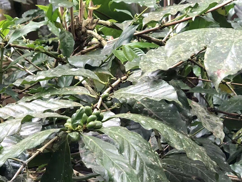 Segara Windhu Coffee Plantation旅游景点图片