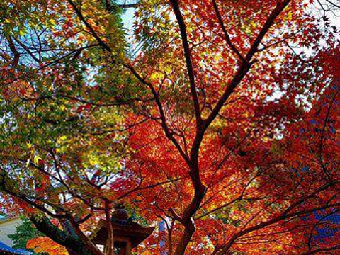 红叶八幡宫旅游景点图片