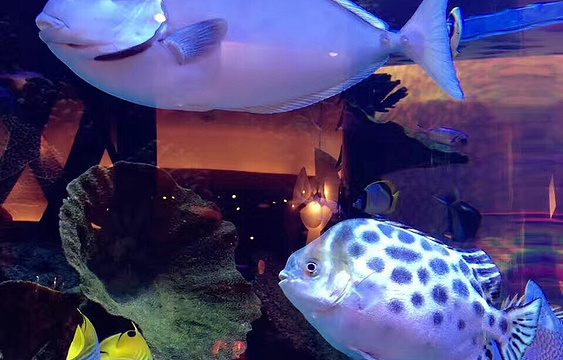 长隆横琴湾酒店(珠海长隆旗舰店)·海豚自助餐厅旅游景点图片