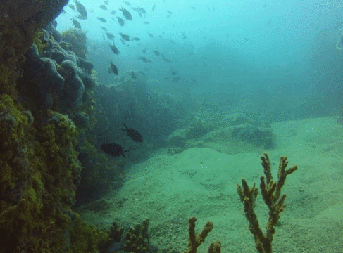 Lihadonisia Diving Center旅游景点图片