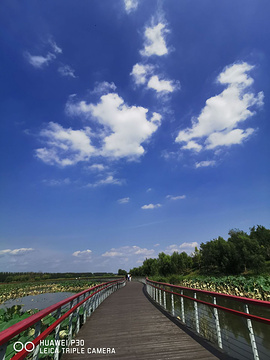 沈北七星国家湿地公园的图片