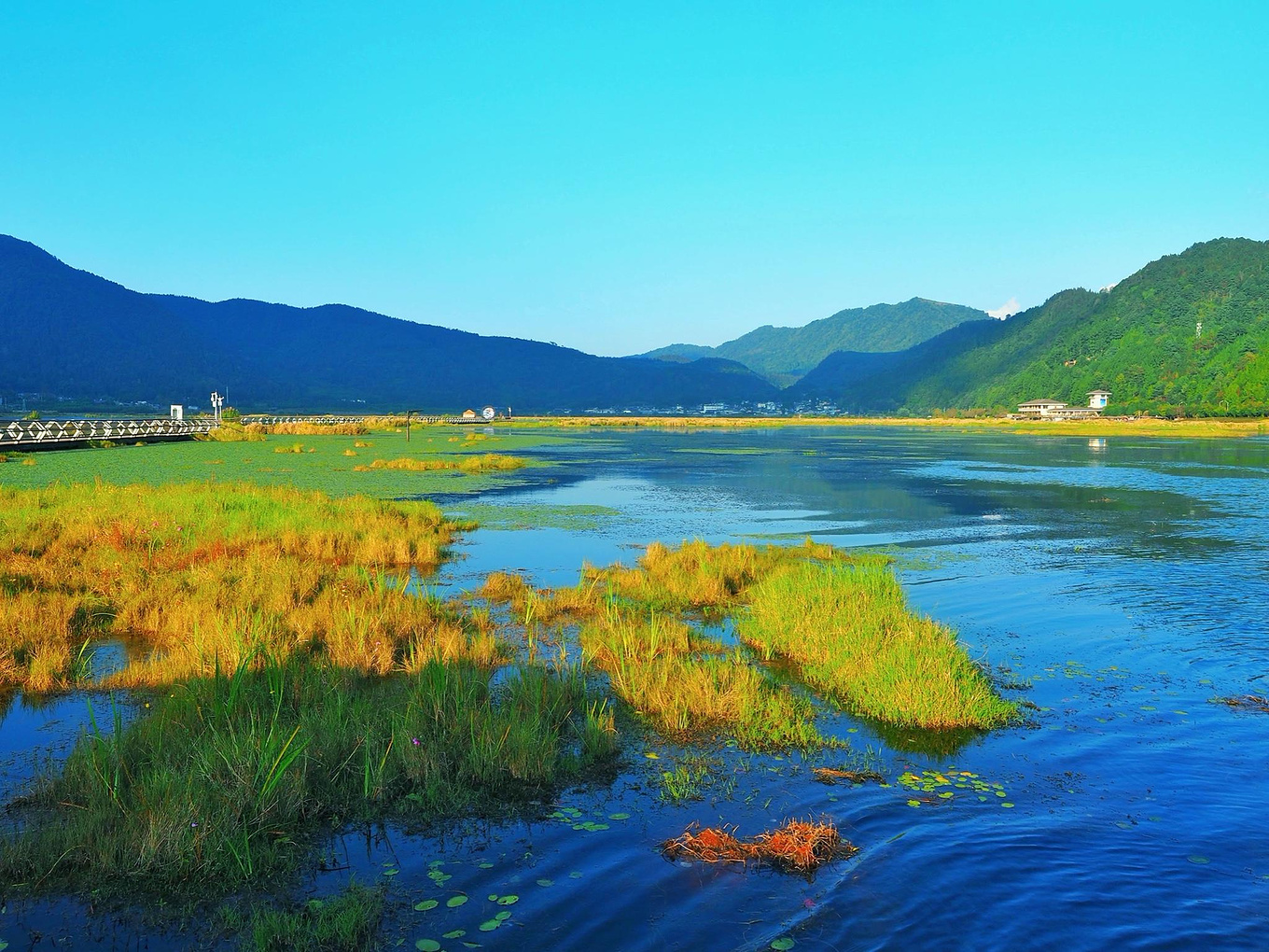 世界罕见的浮毯型湿地—腾冲北海湿地保护区|北海湿地|腾冲_新浪新闻