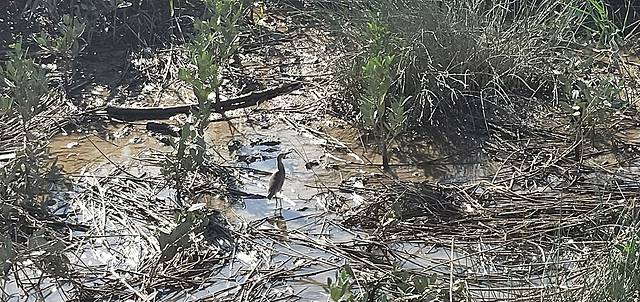 福州市闽江河口国家湿地公园