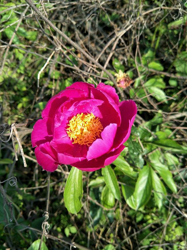 温岭市紫莲山景区