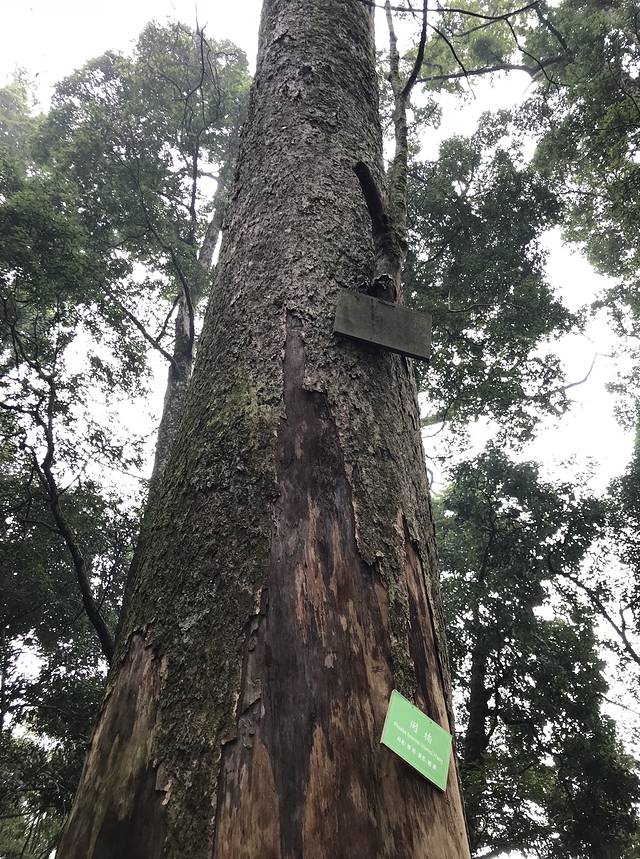 中国第一楠木林