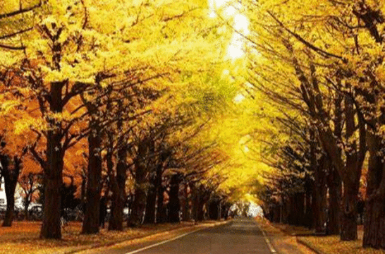 Hokkaido University Gingko Trees旅游景点图片