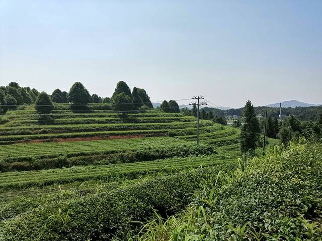 湖南省长沙县金井茶厂