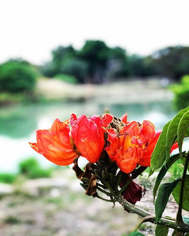 卫武营都会公园