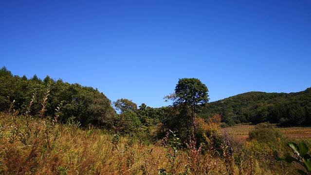 吉林寒葱顶国家森林公园