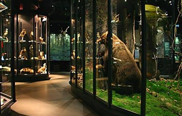 自然历史博物馆