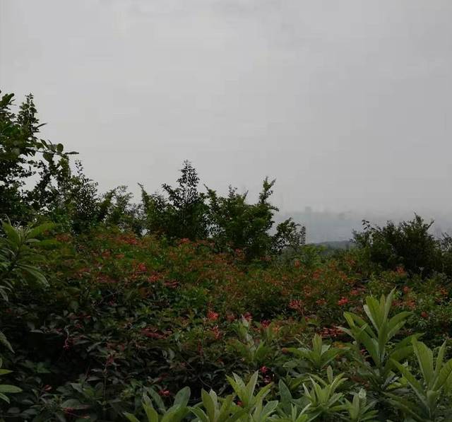 白云山山水豆花