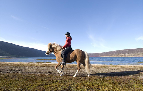 Iceland Horse Tours