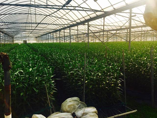 长安花卉科技示范园区