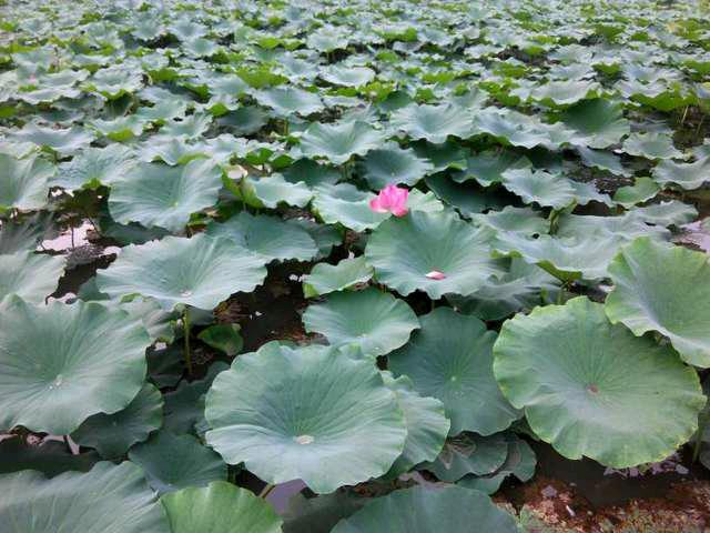 如月湖湿地公园