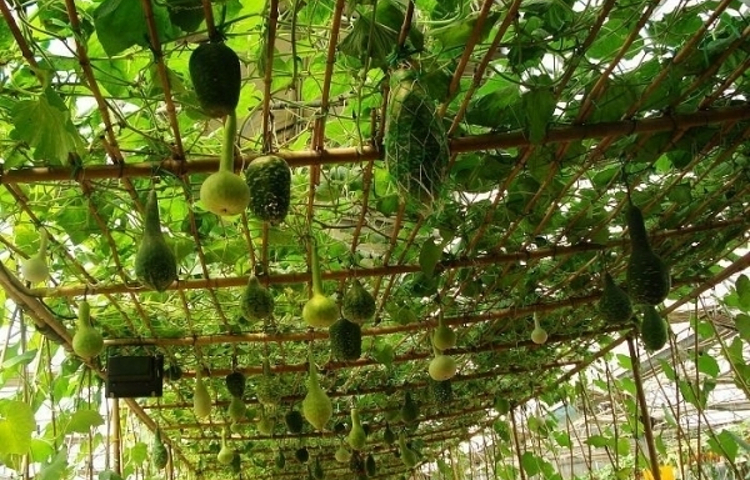 集发绿色农家饭庄