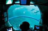 马尔代夫鲸鱼潜艇