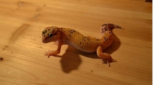 运城市人民公园-爬行动物馆