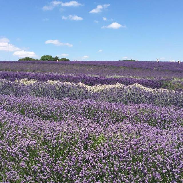 薰衣草庄园
