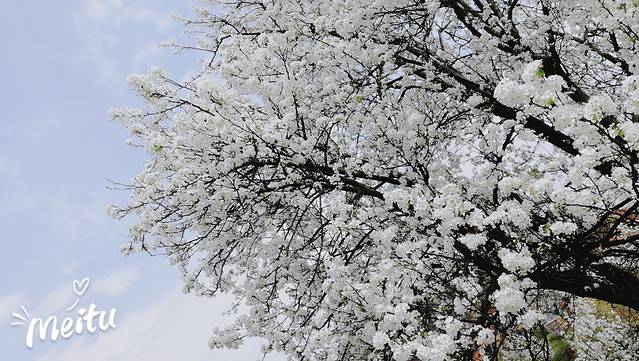 加级寨梨花谷老王农家乐