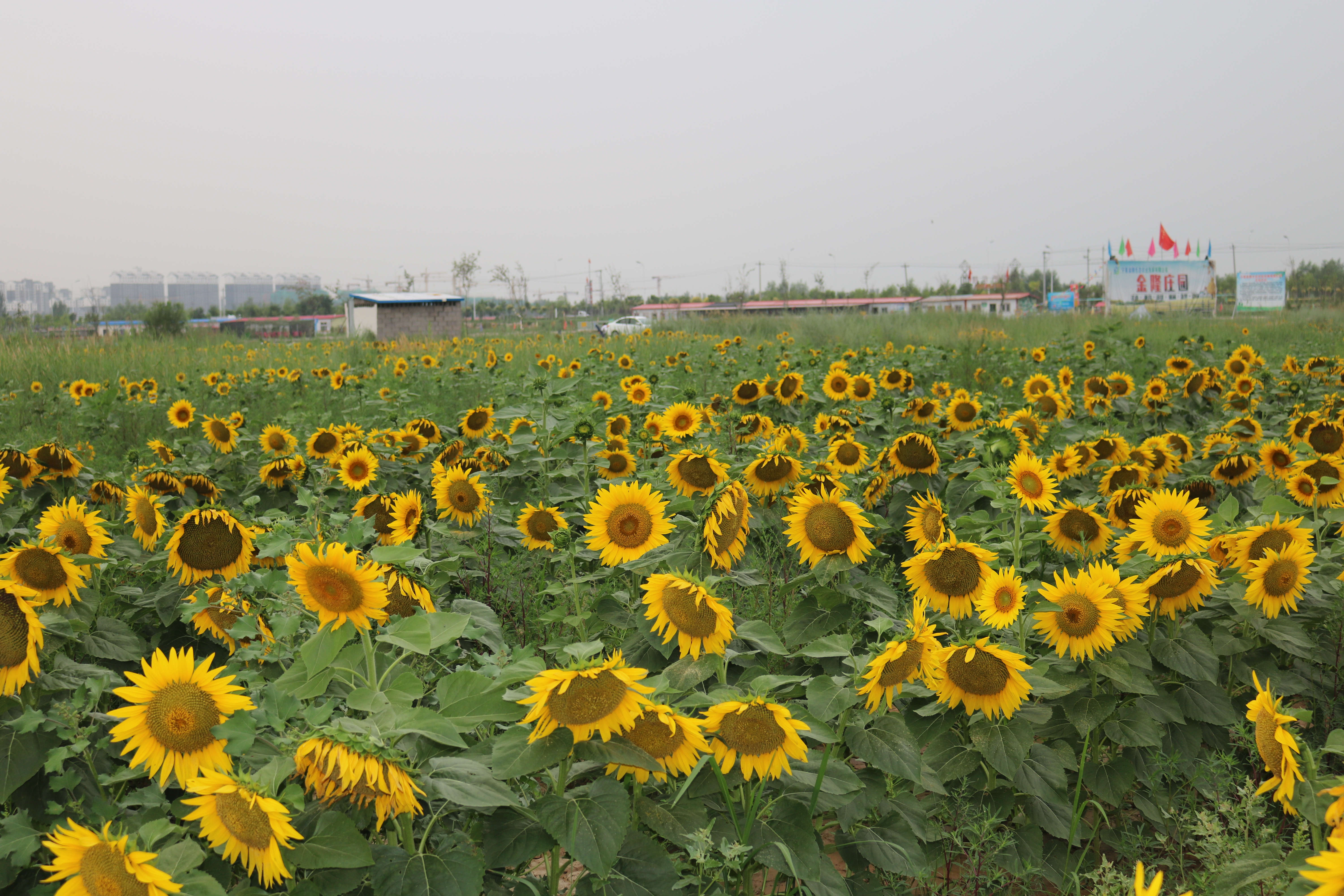 宁夏金隆生态农庄