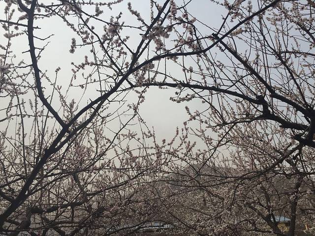 石家庄樱花广场