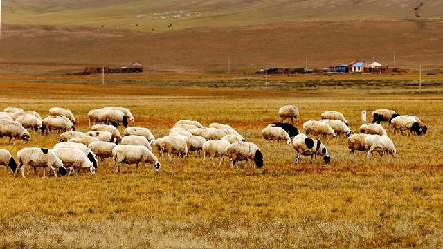 二连浩特恐龙故里