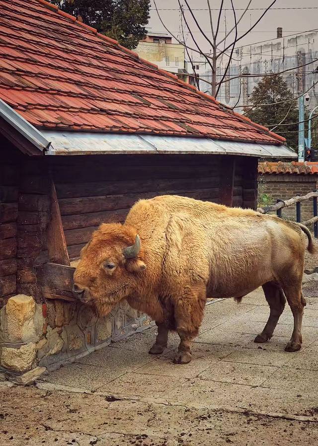 贝尔格莱德动物园