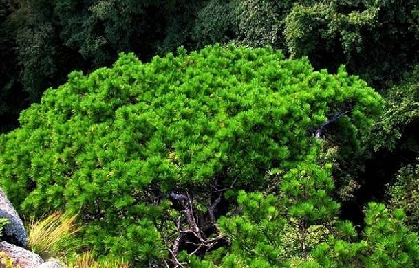 北海景区-扇子松