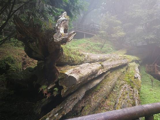 阿里山神木遗迹